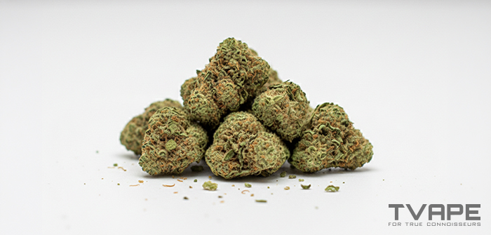 Indica cannabis strain: a close-up view