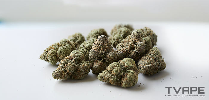 Kush cannabis strain: a close-up view